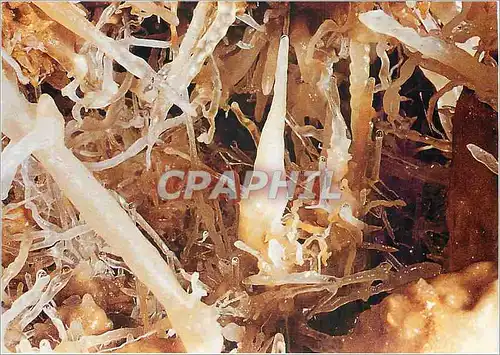 Cartes postales moderne Grotte du Grand Roc Les Eyzies de Tayac (Dordogne) Cristallosations execentriques et tres blanch