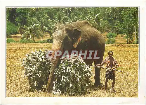 Moderne Karte Sri Lanka Elephant et son Cornac