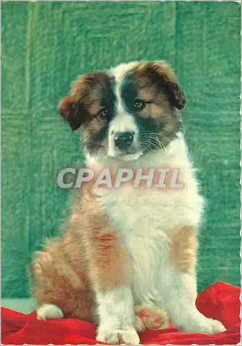 Cartes postales moderne Chien