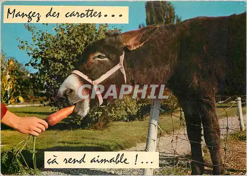Cartes postales moderne Manger des Carottes ca rend aimable Ane Mule