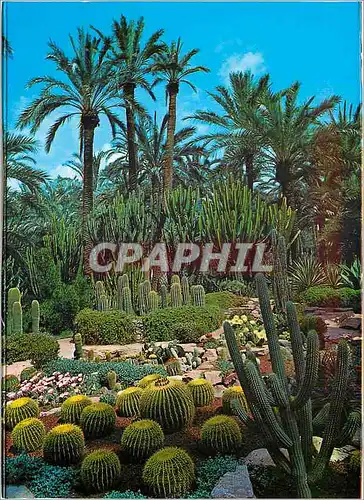 Cartes postales moderne Elche Champ du Cure ensemble de la Rocalla