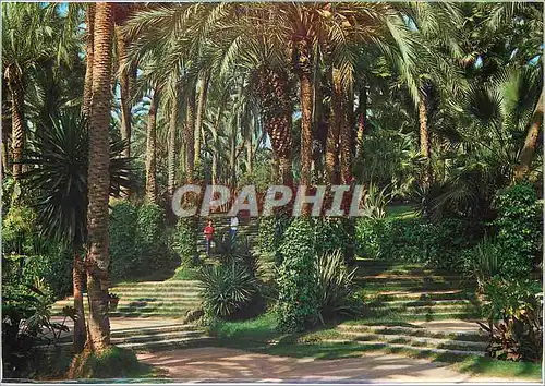 Cartes postales moderne Elche Parc Municipal Espalier Principal