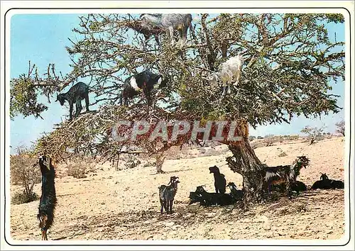 Cartes postales moderne Maroc Typique Chevres sur l'arganier