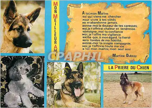 Moderne Karte La Priere du chien Berger allemand