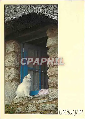 Cartes postales moderne Bretagne Le chat a la fenetre