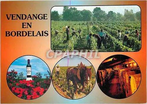 Cartes postales moderne Vendage en Bordelais Gironde