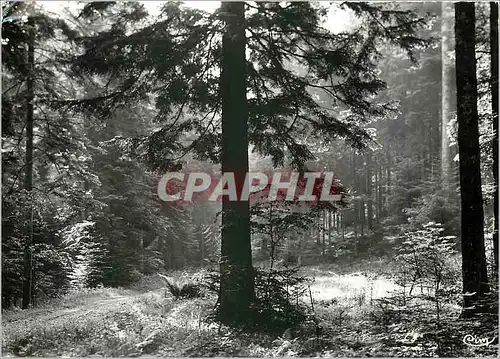 Cartes postales moderne Raon L'Etape (Vosges) Sous bois