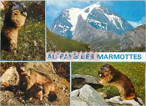 Moderne Karte Animaux de Montagne La Marmotte des Alpes(Marmotta)