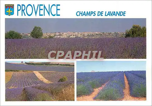 Cartes postales moderne Provence Champs de Lavande