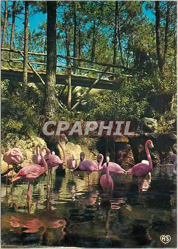 Cartes postales moderne Parc Zoologique de La Palmyre La Cascade et les flamants roses