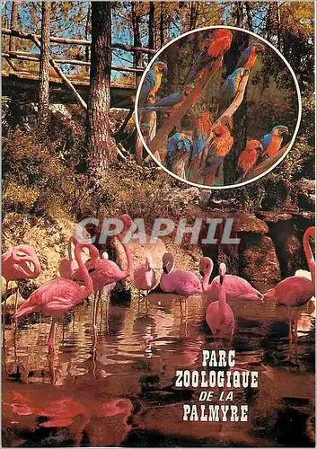 Cartes postales moderne Parc Zoologique de la Palmyre
