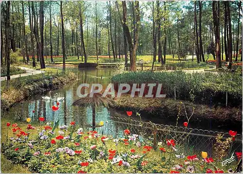 Moderne Karte Cote de Beaute La Palmyre Le Clapet Les Floralies en Foret