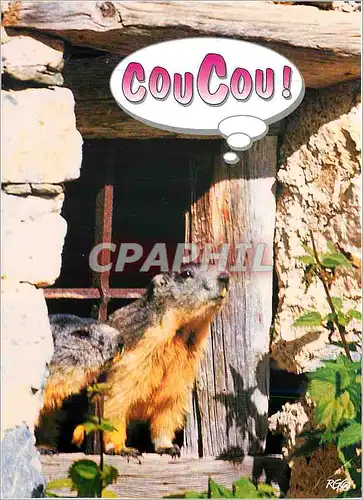 Cartes postales moderne Images de Chez Nous Marmottes