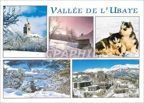 Cartes postales moderne Vallee de l'Ubaye Chiens