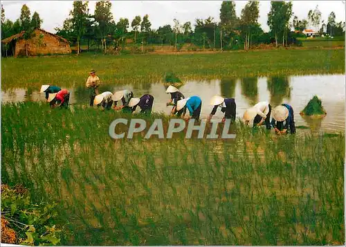 Cartes postales moderne Dong Que Vietnam