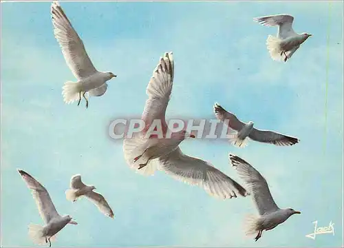 Cartes postales moderne Les Oiseaux de Mer Goelands Argentes