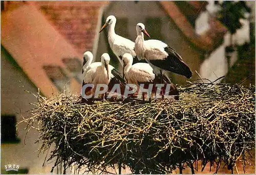Cartes postales moderne L'Alsace Pittoresque Nid de Cigognes