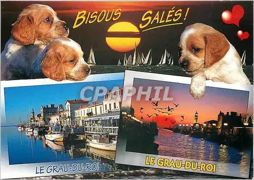 Cartes postales moderne Le Languedoc Le Grau du Roi Gard