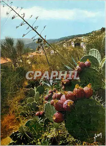 Cartes postales moderne Bormes les Mimosas Vue generale
