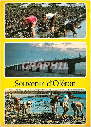 Moderne Karte Souvenir d'Oleron  Travail des huitres et peche sur les rochers