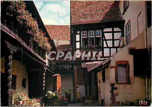 Cartes postales moderne Riquewihr Haut Rhin Cour des Cigognes