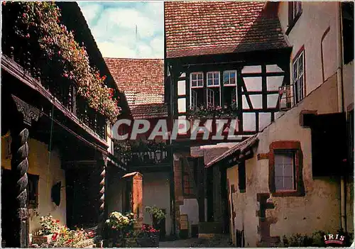 Moderne Karte Riquewihr Haut Rhin Cour des Cigognes