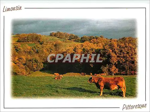 Cartes postales moderne Limousin Pittoresque Vache