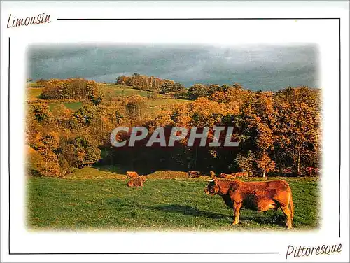 Moderne Karte Limousin Pittoresque Vache