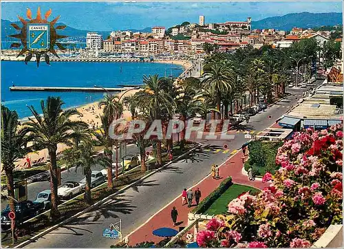 Cartes postales moderne Cannes Cote d'Azur La Croisette Au fond le Suquet