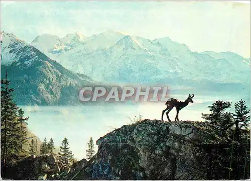 Cartes postales moderne Isard