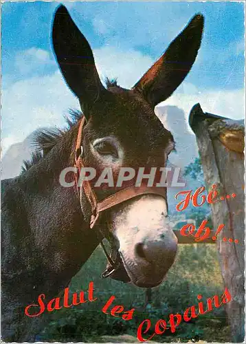 Cartes postales moderne Bibichon en Vacances Ane Mule
