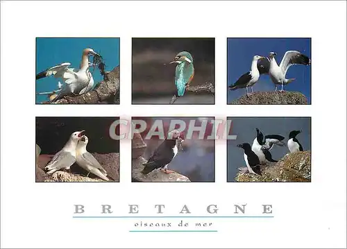 Moderne Karte Bretagne Oiseaux de mer