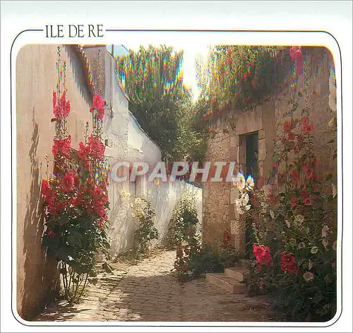 Cartes postales moderne Ile de Re