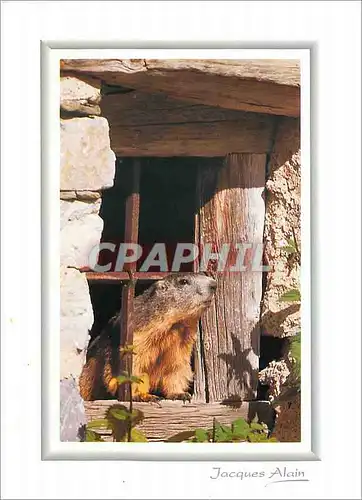 Cartes postales moderne Jacques Alain image de Montagne Rencontre insolite Marmotte