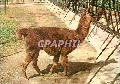 Cartes postales moderne Lyon Rhone Le Zoo Lama