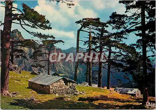 Cartes postales moderne Charmes et Couleurs de la Corse Col de Bavella