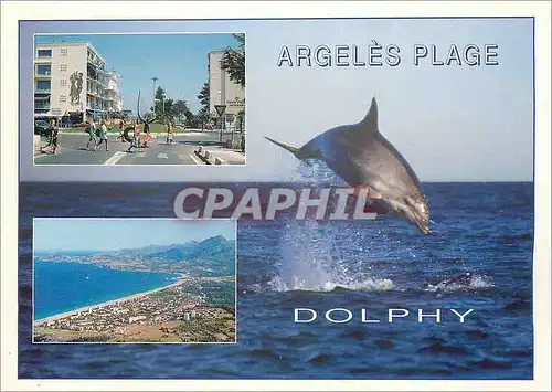 Cartes postales moderne Argeles Plage Dolphy Dauphin