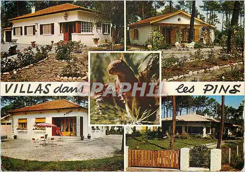 Cartes postales moderne Villas dans les Pins
