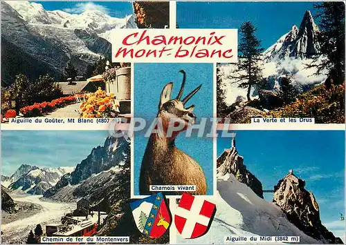 Cartes postales moderne Chamonix Mont Blanc Chamois vivant Chemin de fer de Montenvers