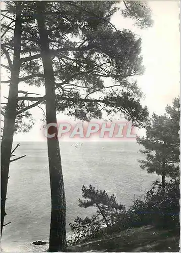 Cartes postales moderne Saint Brevin La mer a travers les pins a l'Anse du Pointe