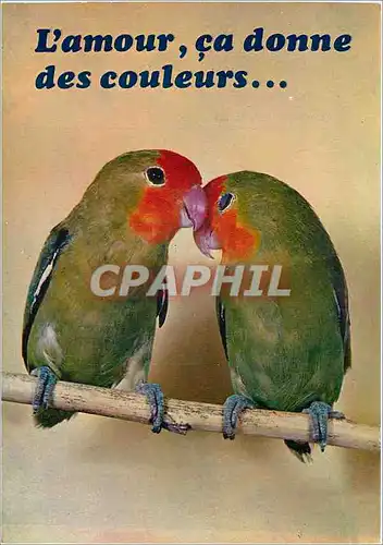 Cartes postales moderne L'Amour ca donne des Couleurs Perruches