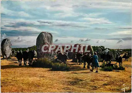 Cartes postales moderne Carnac Morbihan Vaches