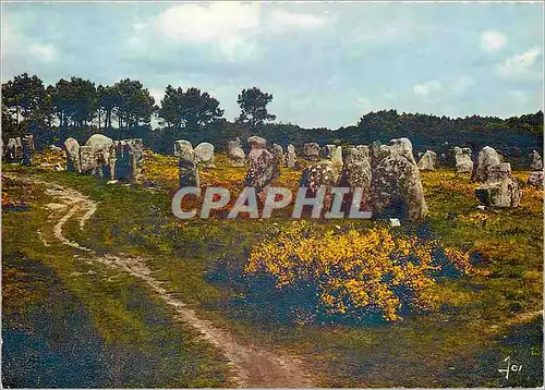 Cartes postales moderne Les Alignements de Carnac au milieu des Ajoncs