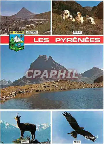 Moderne Karte Les Pyrenees Moutons Chiens Izard Aigle