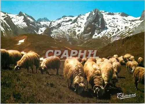 Moderne Karte Les Pyrenees Moutons au Col d'Aubisque Moutons