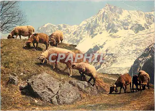 Moderne Karte Au Pays du Mont Blanc Troupeau a Merlet dans le decor de l'Aiguille du Midi