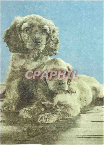 Cartes postales moderne Chiens