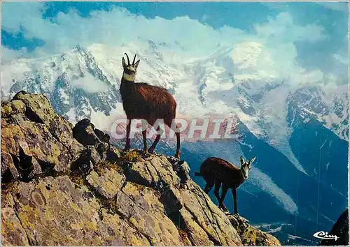 Cartes postales moderne Isard des Pyrenees