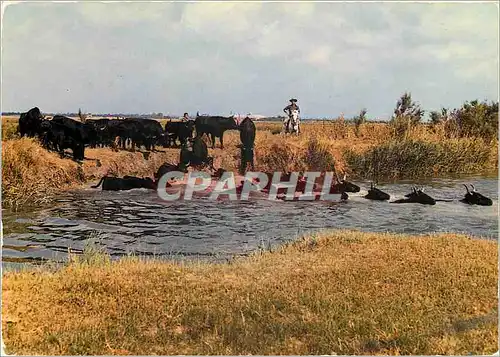 Cartes postales moderne En Camargue Bouches du Rhone Taureaux Traversant un cours d'Eau