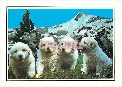 Cartes postales moderne Chien des Pyrenees
